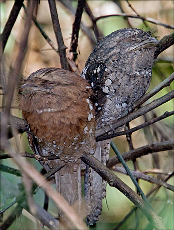 Sri Lankan Frogmouth