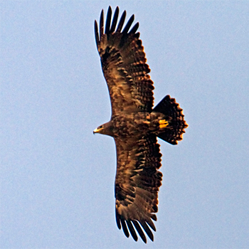 Steppe Eagle