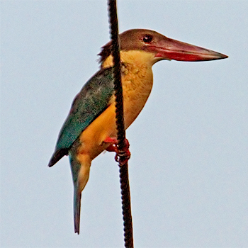 Stork-billed Kingfisher