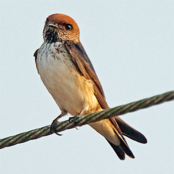 Streak-throated Swallow