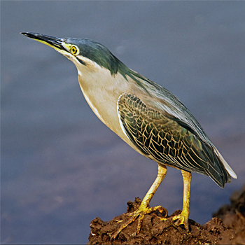Striated Heron