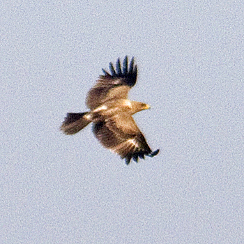 Tawny Eagle