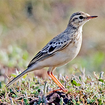 Tawny Pipit