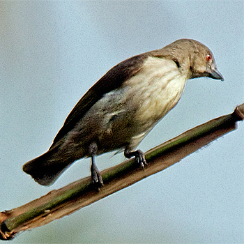 Thick-billed Flowerpecker