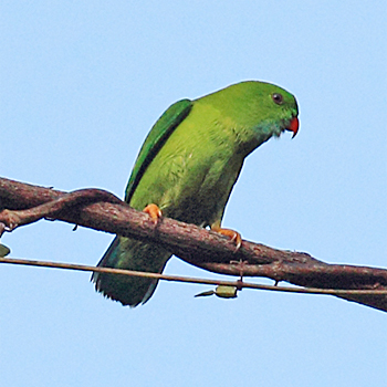 Vernal Hanging-parrot