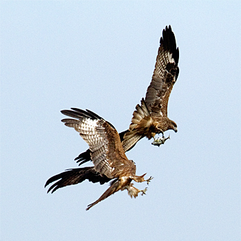 Black(-eared) Kites