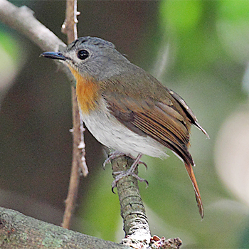 White-bellied Blue Flycatcher
