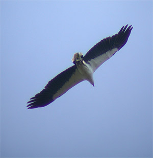 White-bellied Sea-eagle