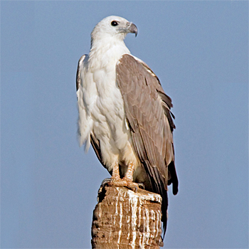 White-bellied Sea-eagle