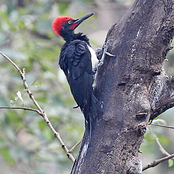 White-bellied Woodpecker