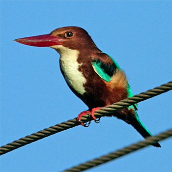 White-breasted Kingfisher