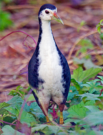 White-breasted Waterhen