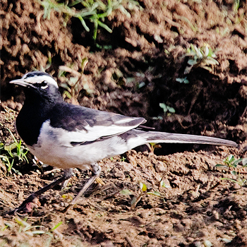 White-browed Wagtail