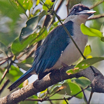 Collared Kingfisher