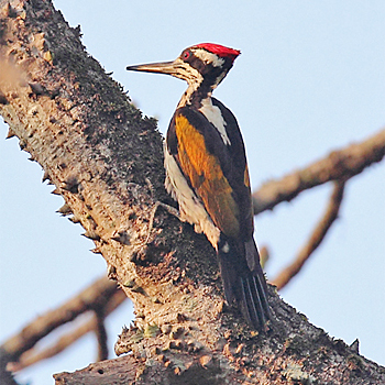 White-naped Woodpecker