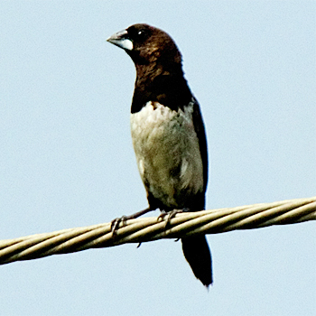 White-rumped Munia