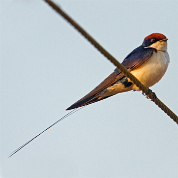Wire-tailed Swallow