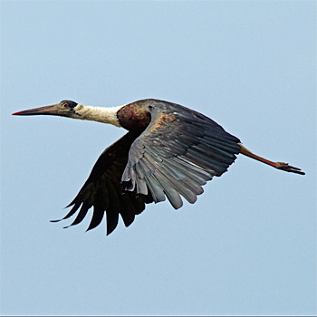 Woolly-necked Stork