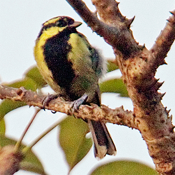 Indian Yellow Tit