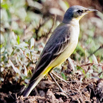 Western Yellow Wagtail