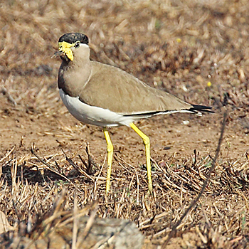Yellow-wattled Lapwing