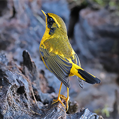 Golden Bush Robin