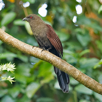 Andaman Coucal