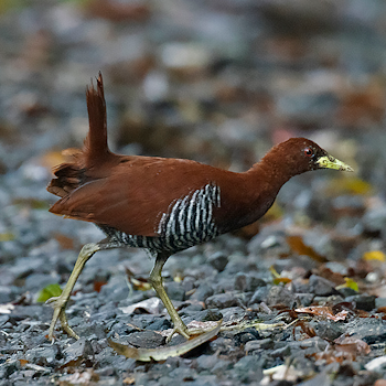Andaman Crake