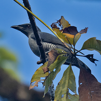Andaman Cuckooshrike