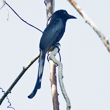 Andaman Drongo