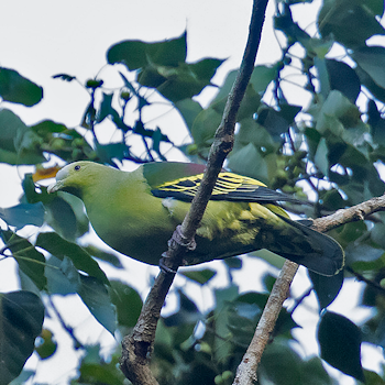 Andaman Green-pigeon
