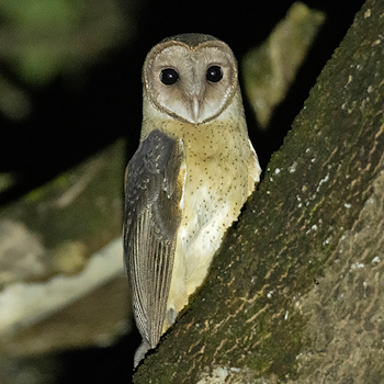 Andaman Masked-owl