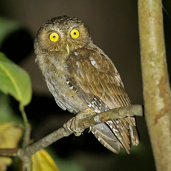 Andaman Scops-owl