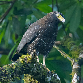 Andaman Serpent-eagle
