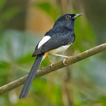 Andaman Shama