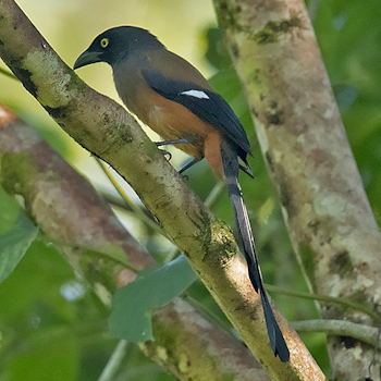Andaman Treepie