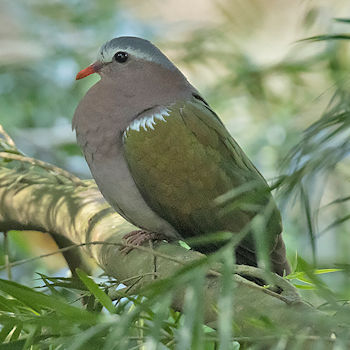 Asian Emerald Dove