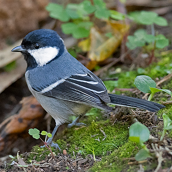 Asian Tit
