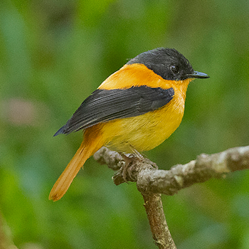 Black-and-orange Flycatcher