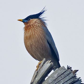 Brahminy Starling