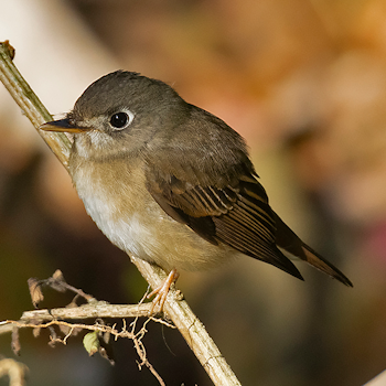 Brown-breasted Flycatcher