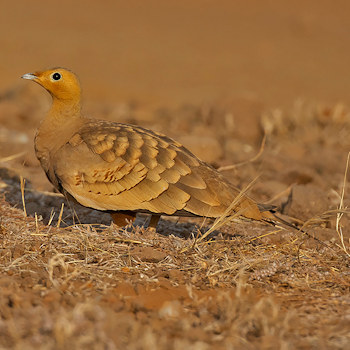 Chestnut-bellied Sandgrouse