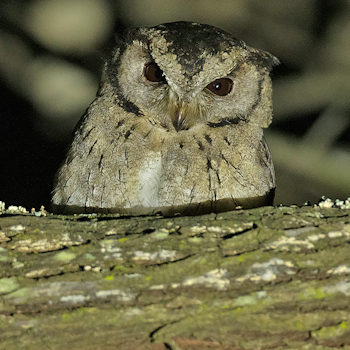 Collared Scops-owl