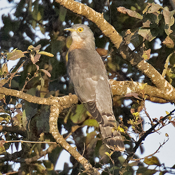 Common Hawk-cuckoo