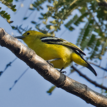 Common Iora
