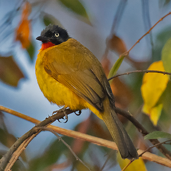 Flame-throated Bulbul