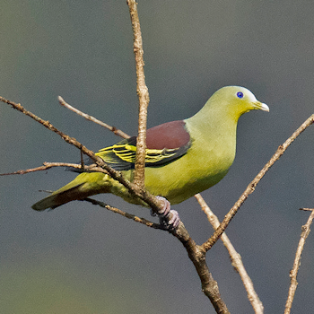 Grey-fronted Green-pigeon