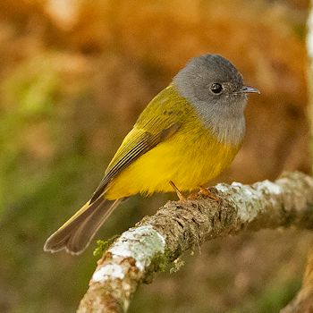 Grey-headed Canary-flycatcher