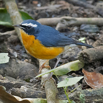 Indian Blue Robin