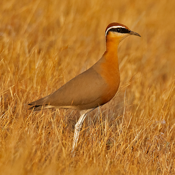 Indian Courser